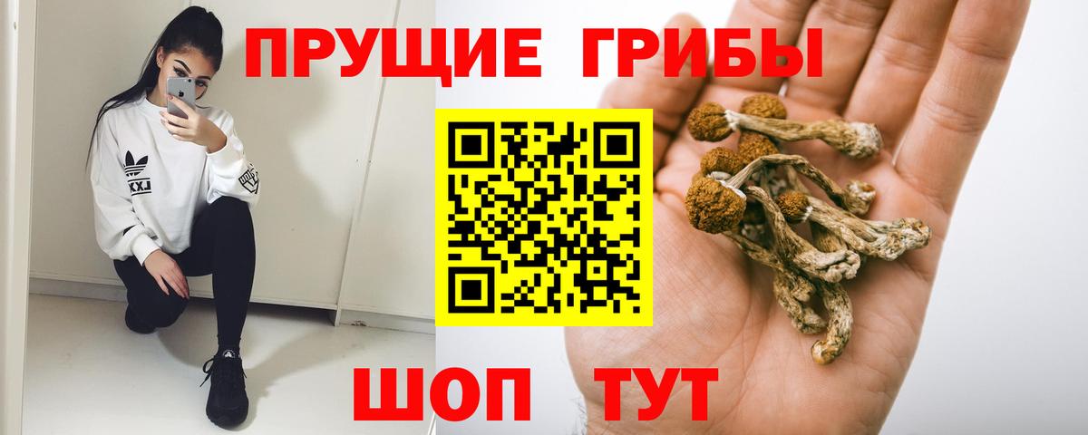 Галлюциногенные грибы прущие грибы  Вход с VPN  Шали  Галлюциногенные грибы Psilocybe 